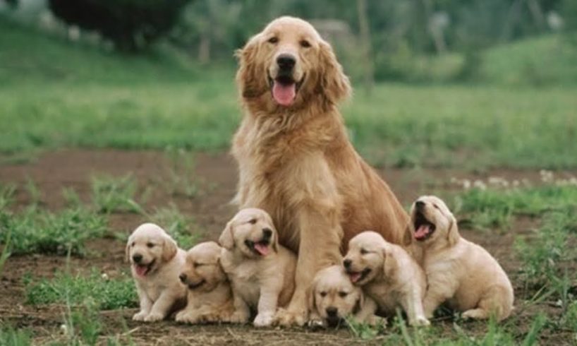 Funny and Cute  Golden Retriever Puppies Compilation #1 - Cutest  Golden Retriever