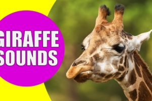 GIRAFFE SOUNDS | Learn Animals with Kiddopedia #Shorts