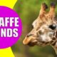 GIRAFFE SOUNDS | Learn Animals with Kiddopedia #Shorts