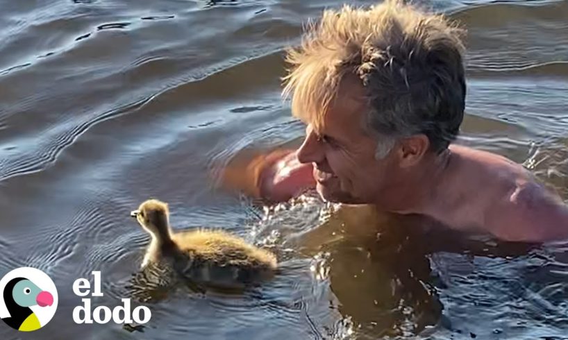 Ganso salvaje vuelve a visitar al hombre que lo crió para hacerle saber que está bien | El Dodo