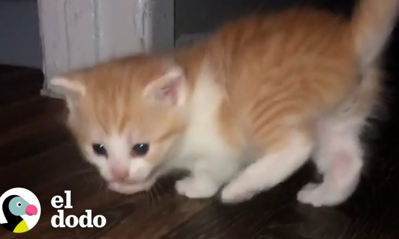 Gata callejera elige a una mujer para ayudar con sus gatitos recién nacidos | El Dodo