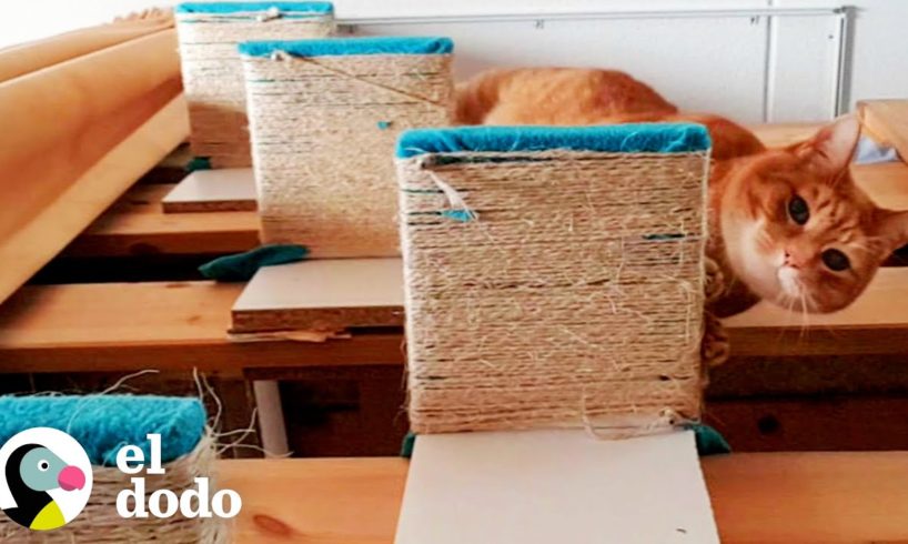 Gato mayor es inflexible en dormir con su hermana humana todas las noches | El Dodo