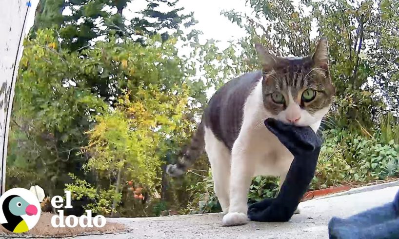 Gato sigue robando cosas de los vecino | El Dodo