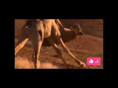 Giraffe vs Lion fight| animal fights|simple vedio 2.0.                          #shorts