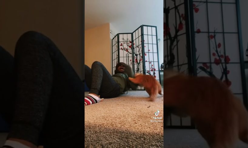 Girl Fights Her Cat Hood Fight