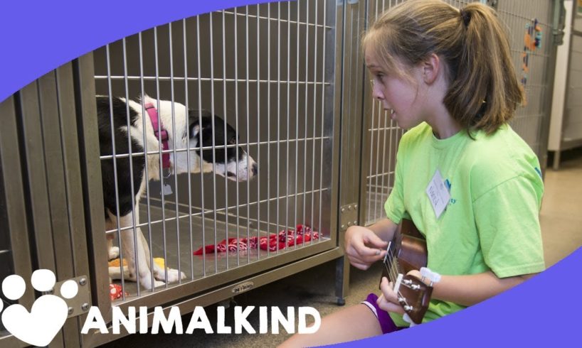 Girl sings to help shelter animals