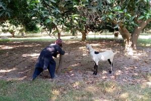 Goat Playing In Village Garden || Cute Animals 1M