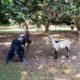 Goat Playing In Village Garden || Cute Animals 1M