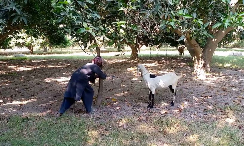 Goat Playing In Village Garden || Cute Animals 1M