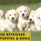 Golden Retriever Puppies - Cutest Puppies! Dogs and Cute Puppy Videos Compilation, Cute Puppies