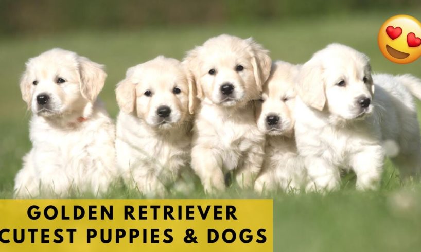 Golden Retriever Puppies - Cutest Puppies! Dogs and Cute Puppy Videos Compilation, Cute Puppies