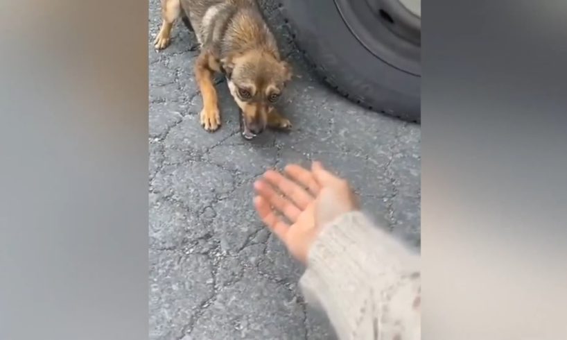 Good People Helps And Rescues Animals Lives 2021 #3 - Real Life Heroes