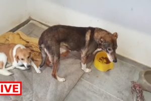 Grandpa has everyone's respect. Daisy's family is doing well - Takis Shelter