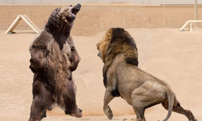 Grizzly Bear Vs African Lion | Wild Animal Fights | Wild Animal Battles | PREY VS PREDATOR