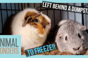 Guinea Pig Rescue