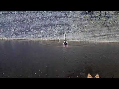 Guy Rescues Cat Stuck on Pole in Middle of Canal - 988698