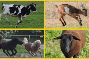 HAPPY FARM ANIMALS JUMPING AND RUNNING AND RUNNING IN THE FIELD 🐄 🐎 🐖 🐏🐐
