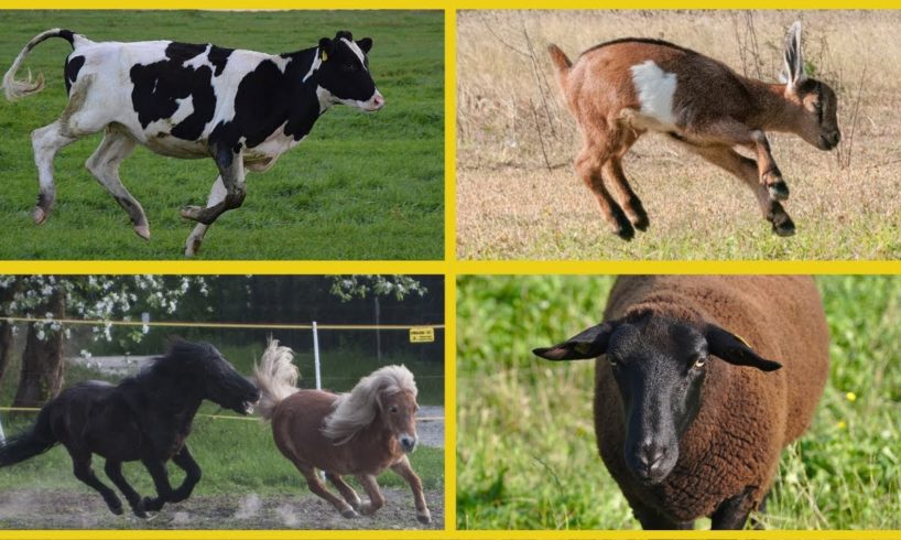 HAPPY FARM ANIMALS JUMPING AND RUNNING AND RUNNING IN THE FIELD 🐄 🐎 🐖 🐏🐐