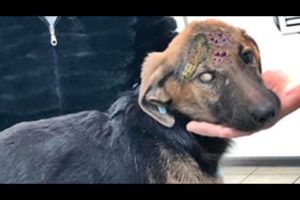 HUHH ! ! Stray Dog Rescued From Parasites And Mangoworms! RESCATE ANIMALES 2021 猫からワームを取り除く