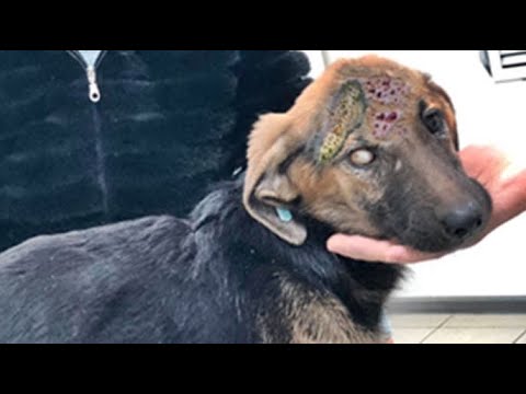 HUHH ! ! Stray Dog Rescued From Parasites And Mangoworms! RESCATE ANIMALES 2021 猫からワームを取り除く