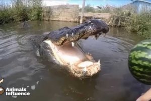Have you ever seen a Crocodile CRUSH a Melon this FAST? | Animals Influence