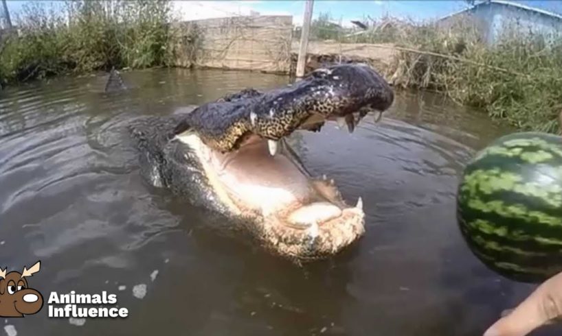 Have you ever seen a Crocodile CRUSH a Melon this FAST? | Animals Influence