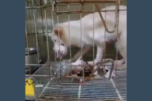 Heartbroken story of a Mother Dog anxious, and embarrassed to find a place to hide in narrow cage
