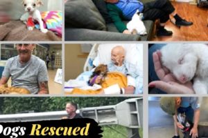 Heartwarming Animal Rescues | Fails of The Week | In English In Urdu | Lovewalisarkar