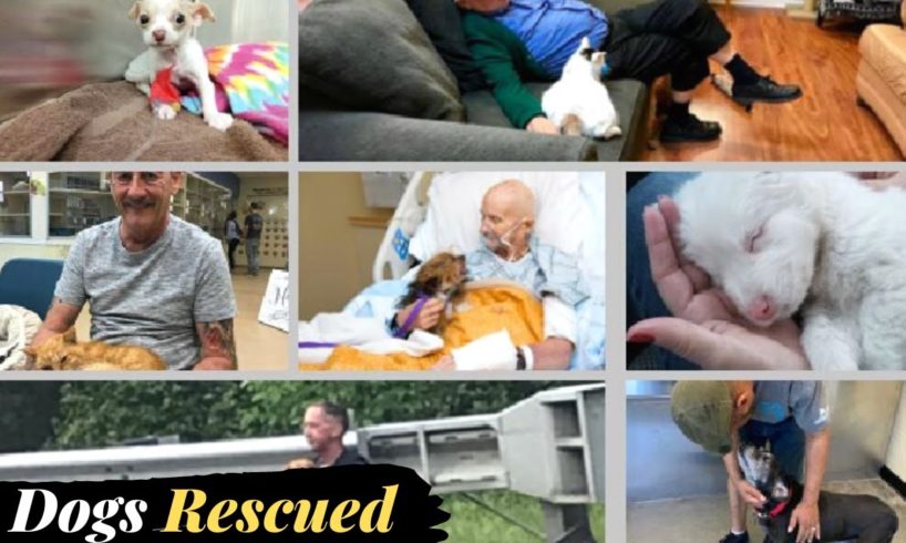 Heartwarming Animal Rescues | Fails of The Week | In English In Urdu | Lovewalisarkar