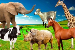 Herbivores - cows, elephants, horses, sheep, goats, giraffes - sounds of animals