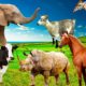 Herbivores - cows, elephants, horses, sheep, goats, giraffes - sounds of animals