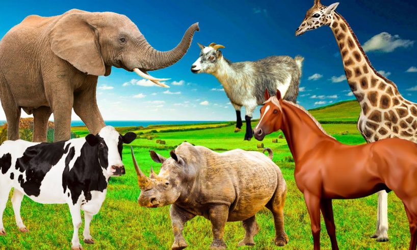 Herbivores - cows, elephants, horses, sheep, goats, giraffes - sounds of animals