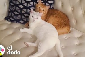 Historia de dos gatitos: una historia de amor | El Dodo