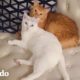Historia de dos gatitos: una historia de amor | El Dodo