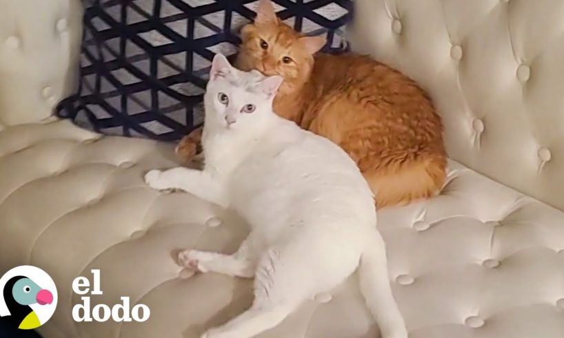 Historia de dos gatitos: una historia de amor | El Dodo