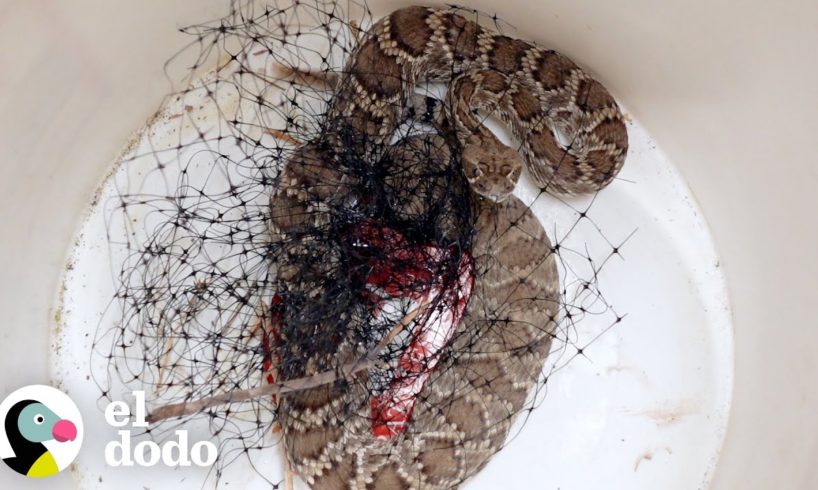 Hombre arriesga su vida para salvar una serpiente de cascabel enredada | El Dodo