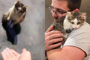 Homeless Cat Falls In Love With The Guy Who Rescued Him Rescue Cats