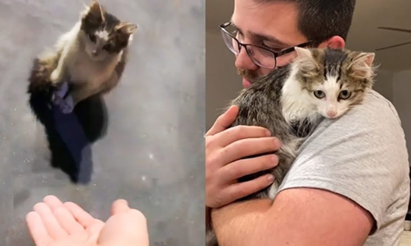Homeless Cat Falls In Love With The Guy Who Rescued Him Rescue Cats