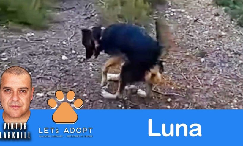 Hope Rescued Luna - Blind & Pregnant + 2 Broken Legs @Viktor Larkhill #DogRescue