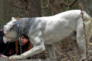 Hope for Paws Chained Dog Rescue Marathon Featuring Detroit Pit Crew