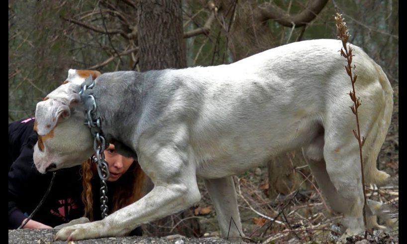 Hope for Paws Chained Dog Rescue Marathon Featuring Detroit Pit Crew