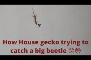 House gecko attempting to catch a beetle 😮😳😮 | animal fight video | gecko vs beetle fight