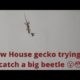 House gecko attempting to catch a beetle 😮😳😮 | animal fight video | gecko vs beetle fight