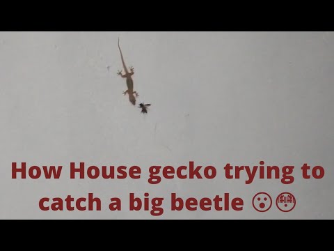 House gecko attempting to catch a beetle 😮😳😮 | animal fight video | gecko vs beetle fight