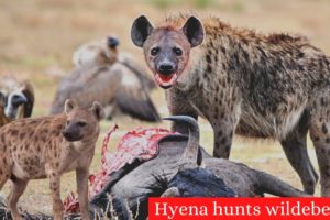 How Can Hyena Hunt A Giant Wildebeest ? Animal Fights
