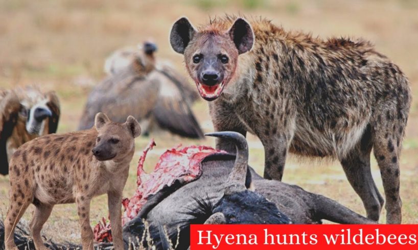 How Can Hyena Hunt A Giant Wildebeest ? Animal Fights