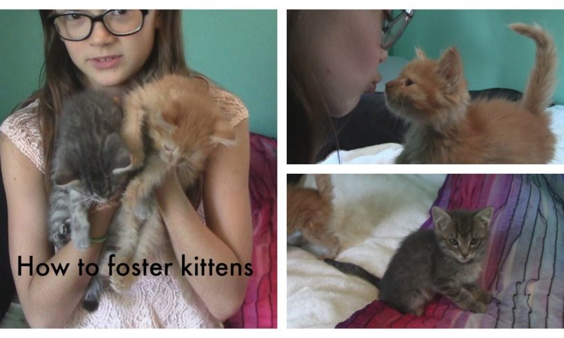 How to Foster Kittens | Cutest Kittens Ever | Fun with Fiona | Fiona Frills