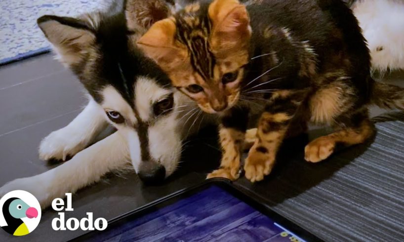 Husky era un hijo único malcriado, hasta que llegó este pequeño gatito | El Dodo