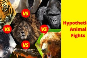 Hypothetical Animal Fights: How to Judge the Facts
