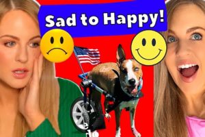 Irish Girl Reacts to The BEST Animal Rescues